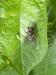 Azeliinae