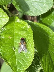 Azeliinae