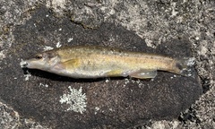 Rhinichthys atratulus