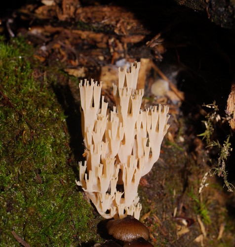 Artomyces colensoi image