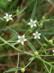 Thesium ramosum