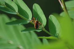 Rhynocoris iracundus