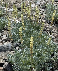 Lupinus peirsonii