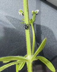 Lycorma delicatula