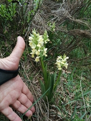 Dactylorhiza insularis