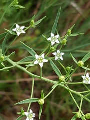 Thesium ramosum