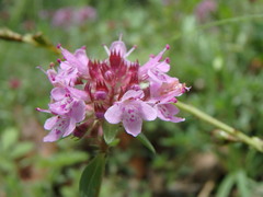 Thymus praecox