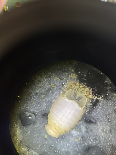 Dumbbell Worm