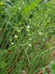 Thesium ramosum