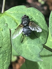 Polleniidae