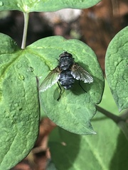 Polleniidae