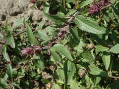 Dracocephalum nutans