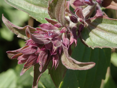 Dracocephalum nutans