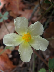 Helianthemum hirtum