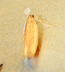 Tampa dimediatella