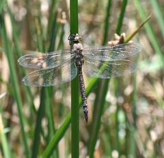 Rhionaeschna jalapensis