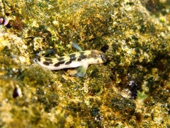 Microlipophrys adriaticus