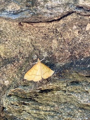 Helvibotys helvialis