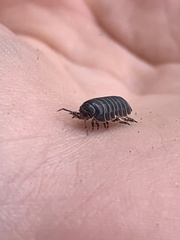 Armadillidium vulgare