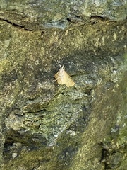 Helvibotys helvialis