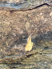 Helvibotys helvialis
