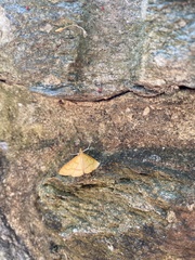Helvibotys helvialis