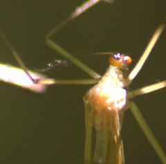 Bittacidae