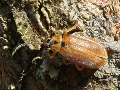Galerucella lineola