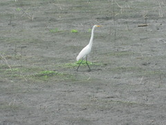Ardea alba