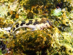 Microlipophrys adriaticus