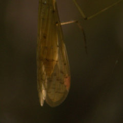 Bittacidae
