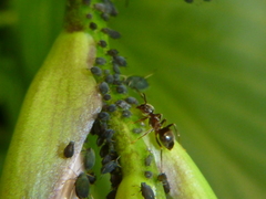 Lasius