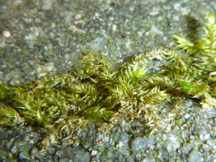 Hypnum cupressiforme lacunosum