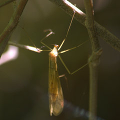 Bittacidae