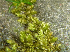 Hypnum cupressiforme lacunosum