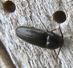 Eucnemis capucina