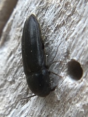 Eucnemis capucina