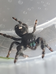 Phidippus audax