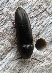 Eucnemis capucina