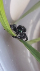Phidippus audax