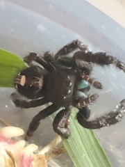 Phidippus audax
