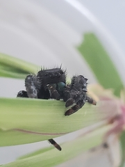 Phidippus audax