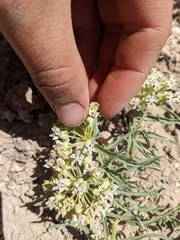 Asclepias involucrata