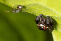 Carrhotus coronatus