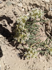 Asclepias involucrata