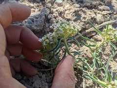 Asclepias involucrata