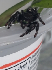 Phidippus audax