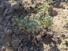Asclepias involucrata