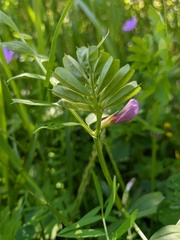 Vicia bithynica