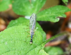 Ornatoraphidia flavilabris